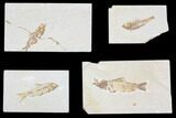 Lot: Green River Fossil Fish - Pieces #84134-1